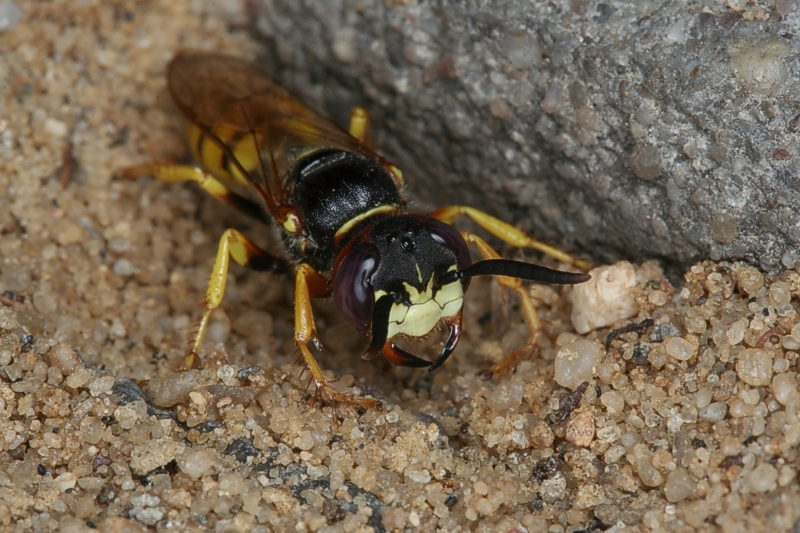 Bienenwolf (Philanthus triangulum) Bienenwolf (<i>Philanthus triangulum</i>)
